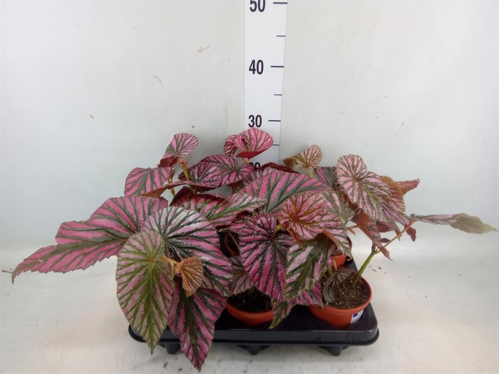 <h4>Begonia   ...</h4>
