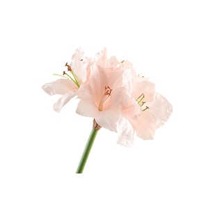 Amaryllis Pink Light