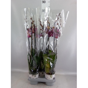 Phalaenopsis  'Ant Montpellier'