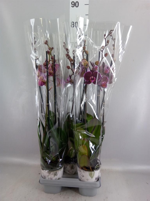 <h4>Phalaenopsis  'Ant Montpellier'</h4>
