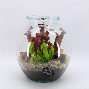 CARNI-2516 Carni creatie terrarium