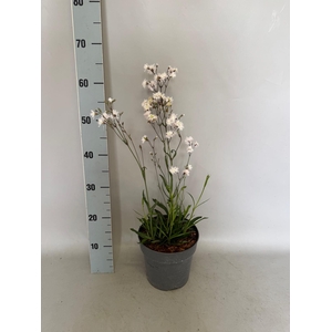 vaste planten 19 cm  Lychnis Petit Henri