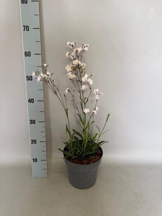 <h4>vaste planten 19 cm  Lychnis Petit Henri</h4>