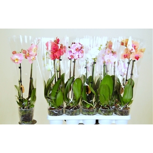PHAL GEM 8 KL