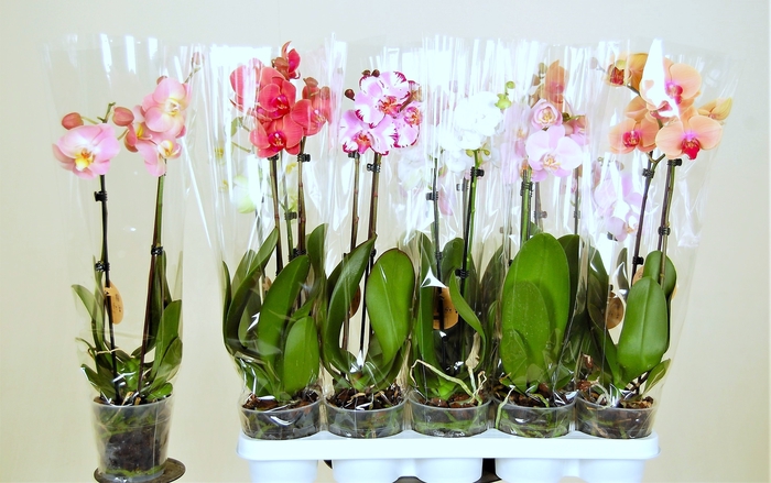 <h4>PHAL GEM 8 KL</h4>