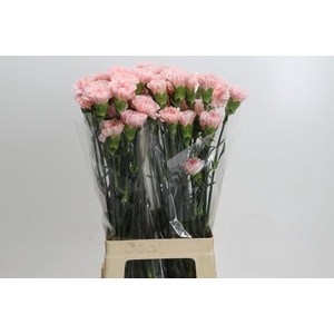 Dianthus St Sarah Pink