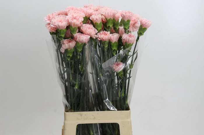 Dianthus St Sarah Pink