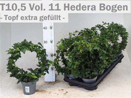 Hed He Ov Groen Boog