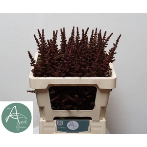 ASTIL AUTUMN GLOW