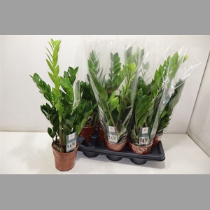 Zamio Zamiifolia