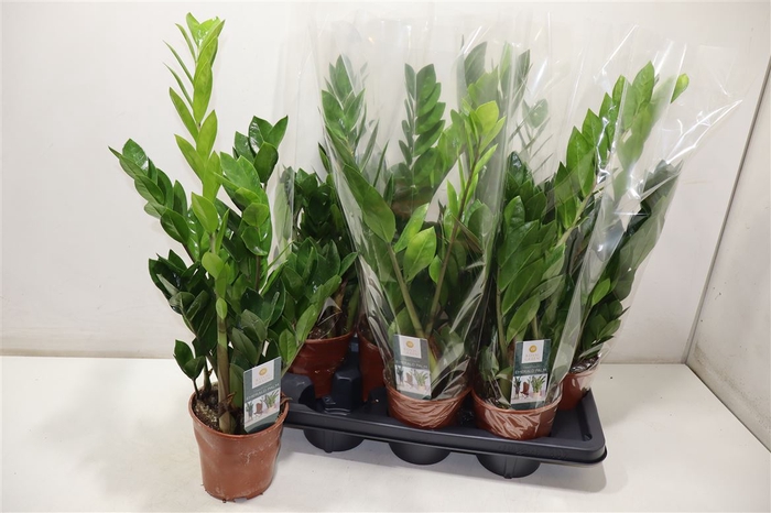 <h4>Zamio Zamiifolia</h4>