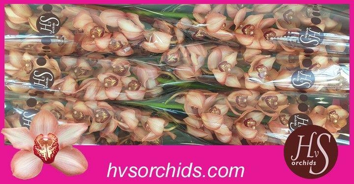 <h4>CYMB T BROWNY 80 CM</h4>