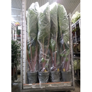 Alocasia   ...