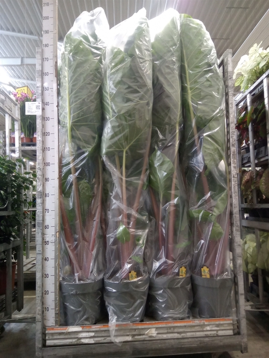 <h4>Alocasia   ...</h4>
