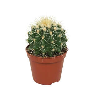 Echinocactus grusonii