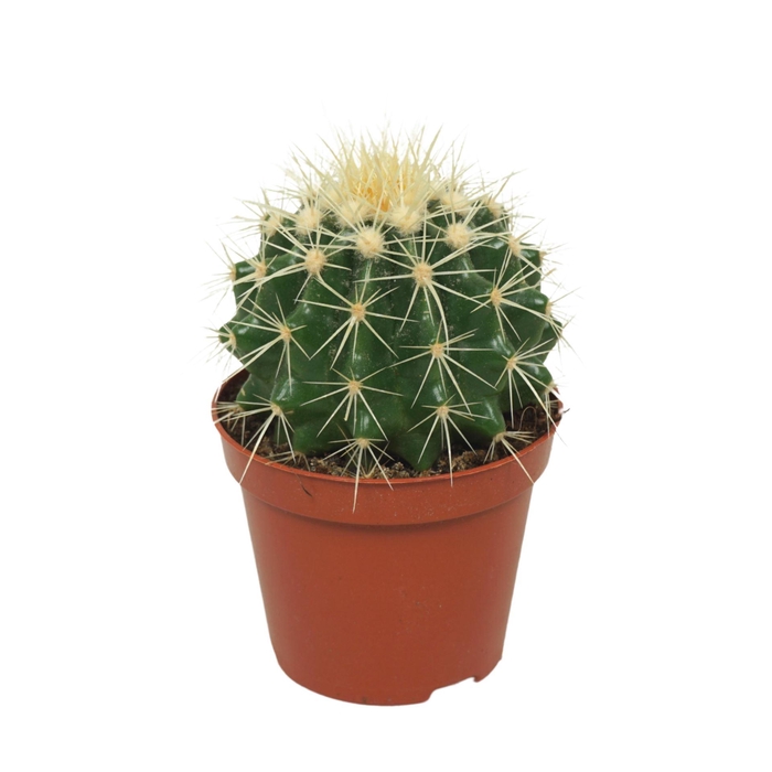 <h4>Echinocactus grusonii</h4>