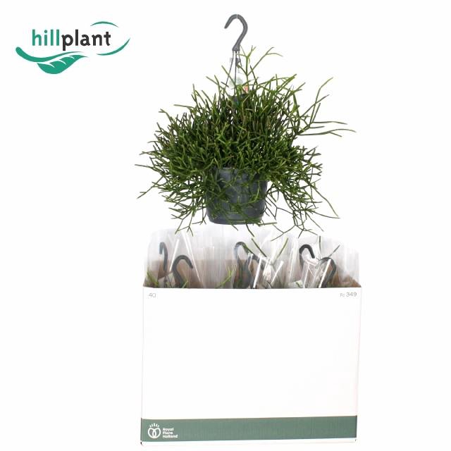 <h4>RHIPSALIS BURCHELLII</h4>