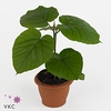 FIC UMBELLATA