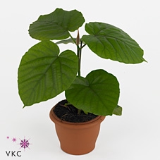 FIC UMBELLATA