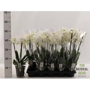 PHAL WHITE 3 TAK P12
