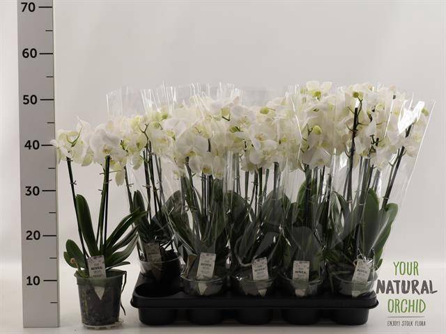 <h4>PHAL WHITE 3 TAK P12</h4>