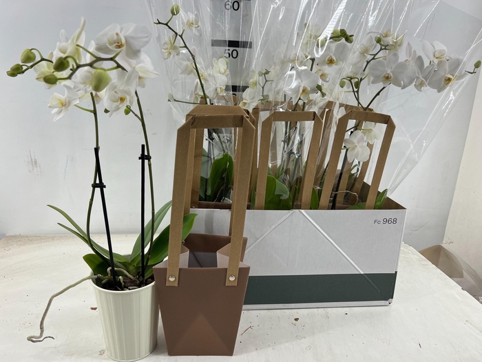 <h4>ARR PL IN SCHAAL</h4>