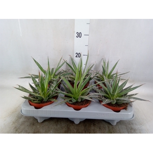 Agave filifera
