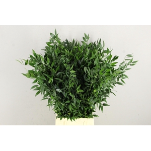 RUSCUS DANAE RACEMOSA 200GR