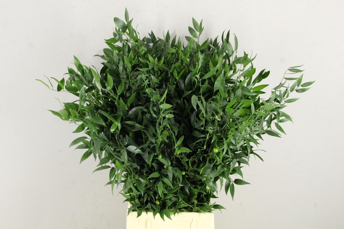 <h4>RUSCUS DANAE RACEMOSA 200GR</h4>