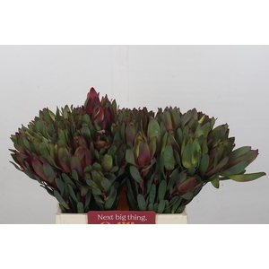 Leucadendron Senorita