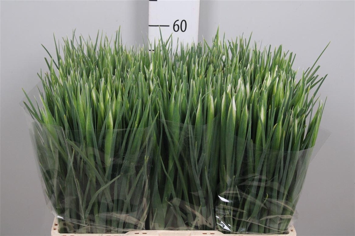 <h4>Iris White Magic</h4>