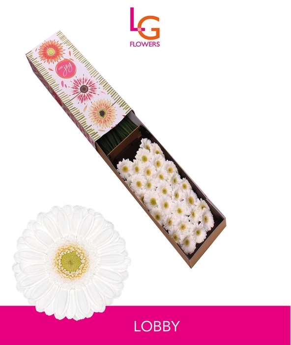 <h4>Germini Lobby Doos</h4>