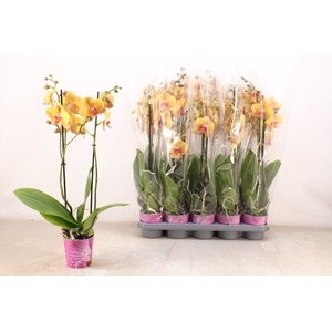 PHAL OV ORANJE
