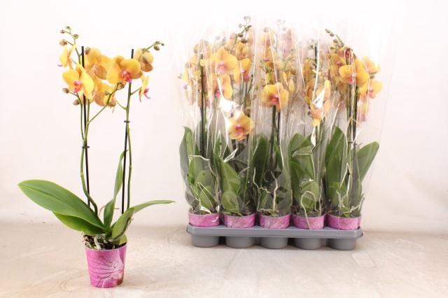 <h4>PHAL OV ORANJE</h4>
