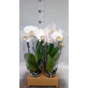 Phalaenopsis 'Elegant Cascade'