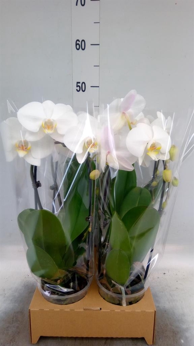 <h4>Phalaenopsis  'Elegant Cascade'</h4>