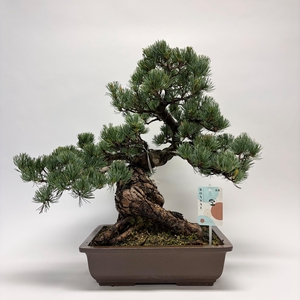Pinus Parviflora Bonsai 'C28' 32 cm (herkomst: Japan)