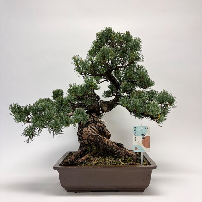 <h4>Pinus Parviflora Bonsai 'C28' 32 cm (herkomst: Japan)</h4>