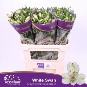 ALSTR WHITE SWAN