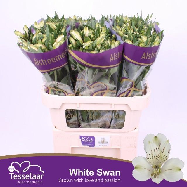 <h4>ALSTR WHITE SWAN</h4>