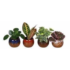 AGLAONEMA COMM. P6 L 66686