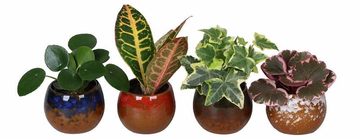<h4>AGLAONEMA COMM. P6 L 66686</h4>