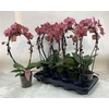 Phal Narbonne Bow 2 Branches 18+