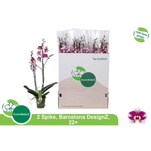 PHAL AN BARCELONA