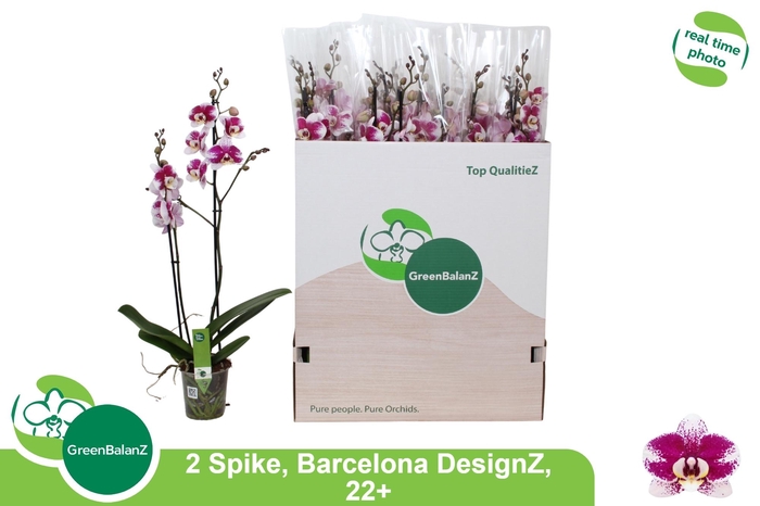 <h4>PHAL AN BARCELONA</h4>