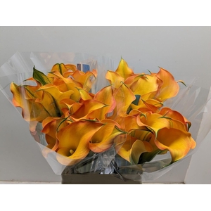 Calla Capt Serengeti