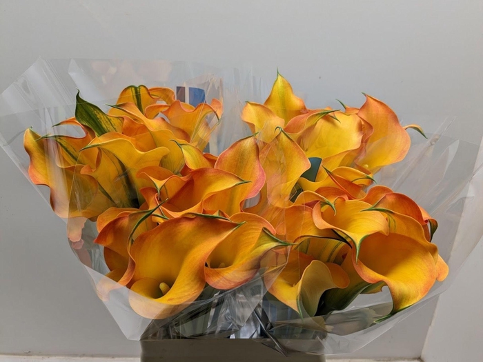 <h4>Calla Capt Serengeti</h4>