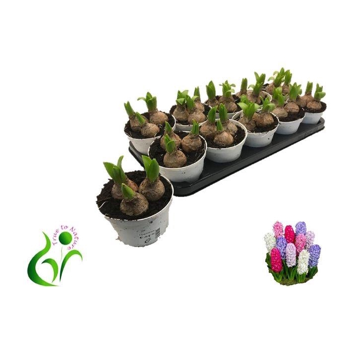 <h4>Hyacin White Pearl</h4>