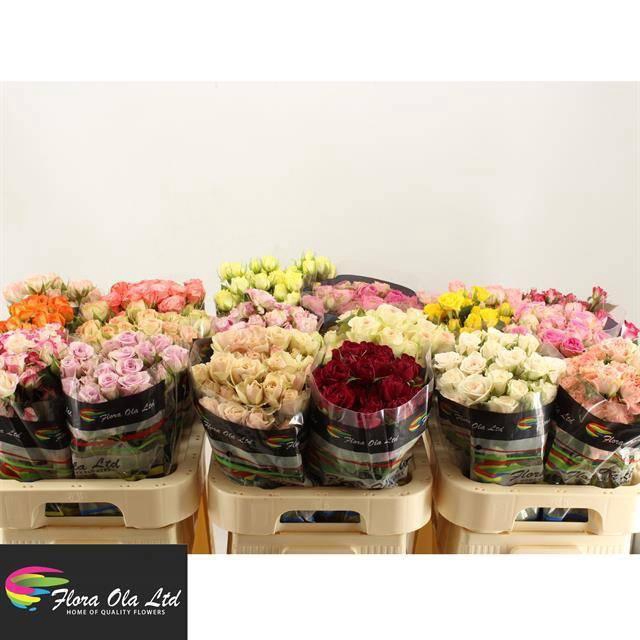 <h4>R TR GEM IN FUST</h4>