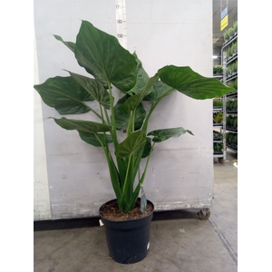Alocasia cucullata